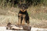 AIREDALE TERRIER 069